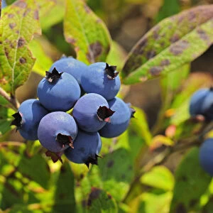 Canada, Ontario, Ear Falls. Close-up of blueberries on vine