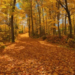 Canada, Ontario, Fairbank Provincial Park. Sugar maple tree leaves cover road in autumn