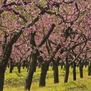 Grimsby Peach Orchard in Spring Print Grimsby Peach Orchard in Spring Print