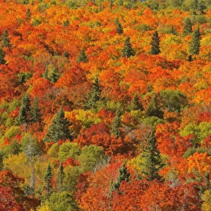 Canada, Ontario, Lake Superior Provincial Park. Evergreen and maple trees in autumn color