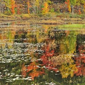 Canada, Ontario, Minden. Reflection of autumn-colored trees in pond