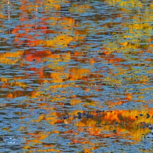 Canada, Ontario, Minden. Reflection of autumn colored forest in pond with water lily pads