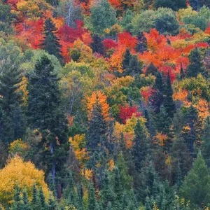 Canada, Ontario, Mississauga Provincial Park. Autumn colors in forest