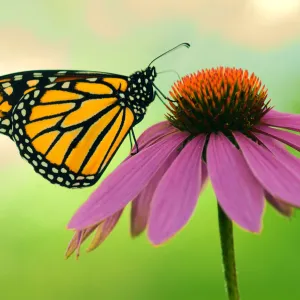 Canada, Ontario. Monarch butterfly on Echinacea flower