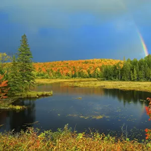 Canada, Ontario. Rainbow over wetland in autumn