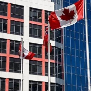 Canada, Ontario, Toronto. View of downtown buildings and Canadian flags