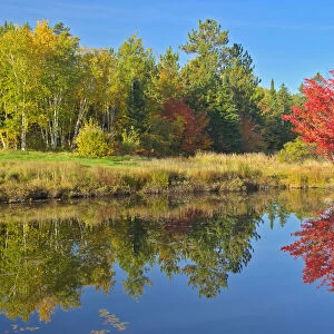 Canada, Ontario, Worthington. Red maple tree reflected in St. Poithier Lake