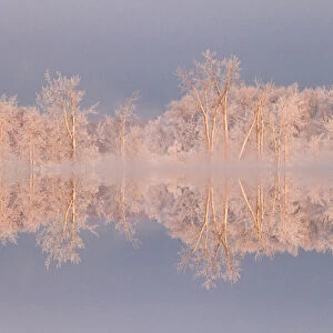Canada, Ottawa, Ottawa River. Frosted trees mirrored on Shirleys Bay. Credit as
