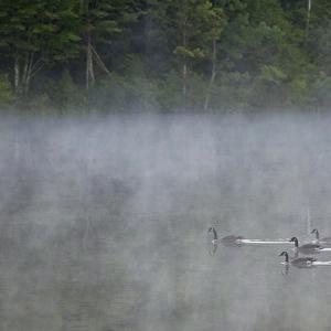 Canada, Quebec. Canada geese in fog. Credit as: Gilles Delisle / Jaynes Gallery / DanitaDelimont