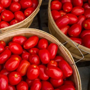 Canada, Quebec, Montreal. Little Italy, Marche Jean Talon Market, tomatoes