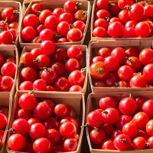 Canada, Quebec, Montreal. Little Italy, Marche Jean Talon Market, tomatoes