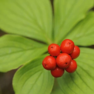 Canada, Quebec, Riviere-au-Tonnerre. Bunchberry fruit and leaves close-up