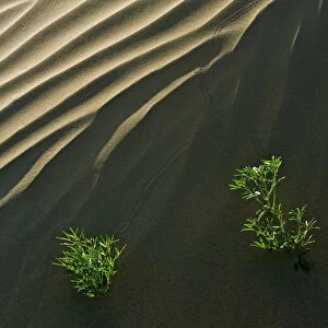 Canada, Saskatchewan, Great Sand Hills. Sand dune ripples and plants