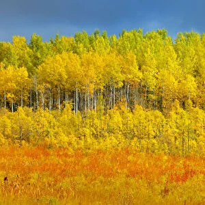 Canada, Saskatchewan, Meadow Lake. Autumn-colored trees