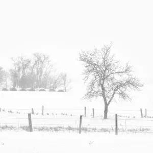 Canada, Saskatchewan, Pelley. Whiteout on a prairie