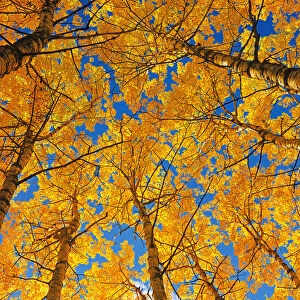 Canada, Saskatchewan, Prince Albert National Park. Trembling aspen forest in autumn colors