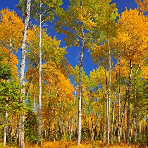 Canada, Saskatchewan, Prince Albert National Park. Trembling aspen forest in autumn colors