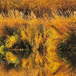 Canada, Saskatchewan, Prince Albert National Park. Autumn reflection of grasses along Spruce River