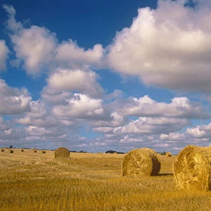 Canada, Saskatchewan, Shellbrook. Bale rolls and cumulus clouds on farmland