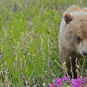 Canada, Yukon. Grizzly bear close-up