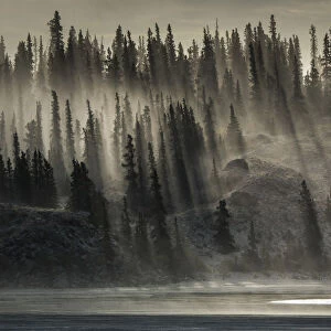 Canada, Yukon, Kluane National Park. Backlit trees near Kluane Lake
