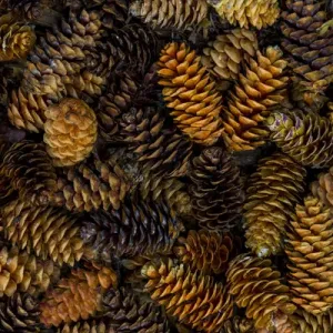 Canada, Yukon Territory, Kluane National Park. Close-up of spruce cones. Credit as Canada, Yukon Territory, Kluane National Park. Close-up of spruce cones. Credit as