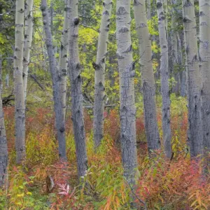 Canada, Yukon Territory, Kluane National Park. Fireweed in aspen forest. Credit as Canada, Yukon Territory, Kluane National Park. Fireweed in aspen forest. Credit as