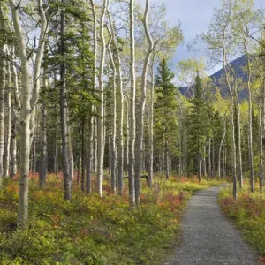 Canada, Yukon Territory, Kluane National Park. Trail through aspen forest. Credit as Canada, Yukon Territory, Kluane National Park. Trail through aspen forest. Credit as