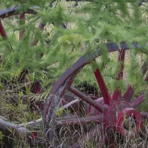 Canada, Yukon Territory. Old wagon wheels in grass Canada, Yukon Territory. Old wagon wheels in grass