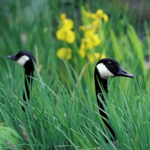 Canadian geese (Branta canadensis) in tall grass around pond