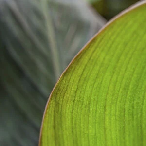 Canna leaf close-up