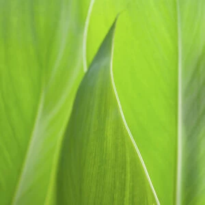 Canna leaf close-up
