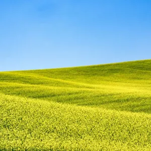 Canola field in Spring Canola field in Spring