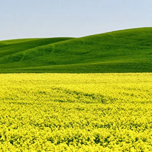 Canola field in Spring