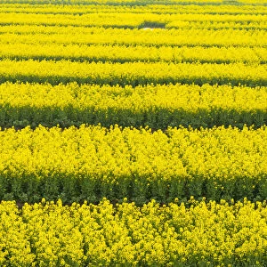 Canola flower fields, Xinghua, Jiangsu Province, China