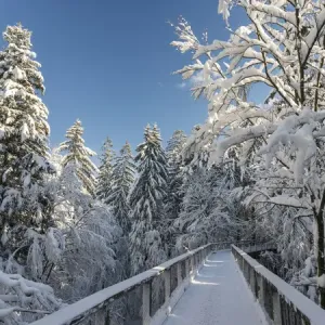 The Canopy Walkway (Baumwipfelpfad) of the visitor center of the National Park Bavarian Forest The Canopy Walkway (Baumwipfelpfad) of the visitor center of the National Park Bavarian Forest