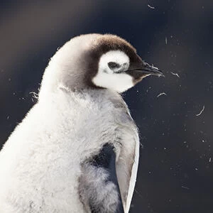Cape Washington; Antarctica. Close-up of an Emperor chick with dark background