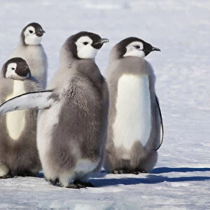Cape Washington, Antarctica. Emperor Penguin Chicks