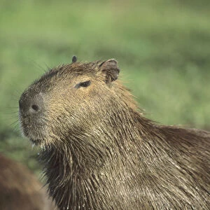 Capybara, (Hydrochaeris hydrochaeris), worlds largest rodent; Llanos, Venezuela