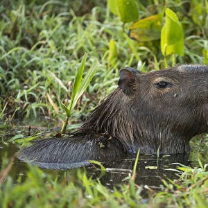 Capybara (Hydrochoerus hydrochaeris), Northern Pantanal, Mato Grosso, Brazil
