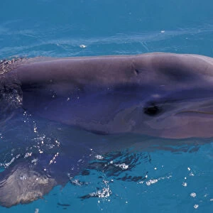 Caribbean, Bahamas, Nassau Dolphin at Dolphin Encounters, Blue Lagoon