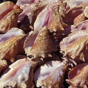 Caribbean, Grenada. Conch shells for sale