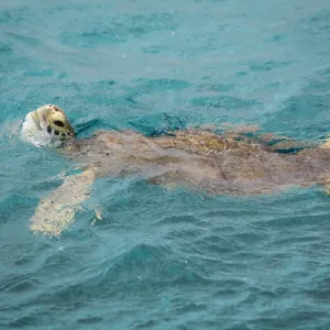 Caribbean, Grenada, Tobago Cays. Green sea turtle in water