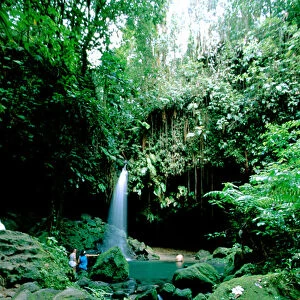Caribbean, Island of Dominica (aka Nature Island). Trois Piton National Park, Emerald