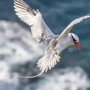 Caribbean, Little Tobago Island. Red-billed tropicbird in flight