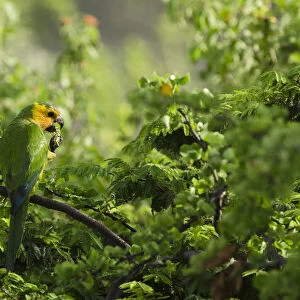 Caribbean Parakeet or Brown-throated Parakeet (Aratinga pertinax xanthogenia)