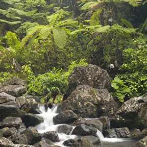 Caribbean, Puerto Rico, El Yunque rain forest, Caribbean National Forest