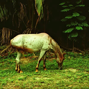 Caribbean, Southwest Puerto Rico, horse