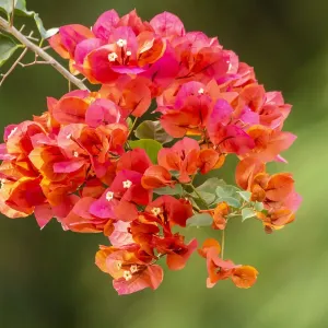 Caribbean, Tobago. Close-up of bougainvillea blossoms. Credit as