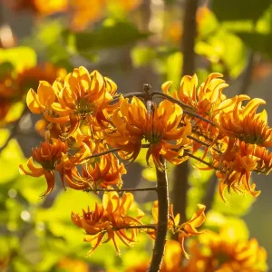 Caribbean, Tobago. Close-up of flame tree blossoms. Credit as